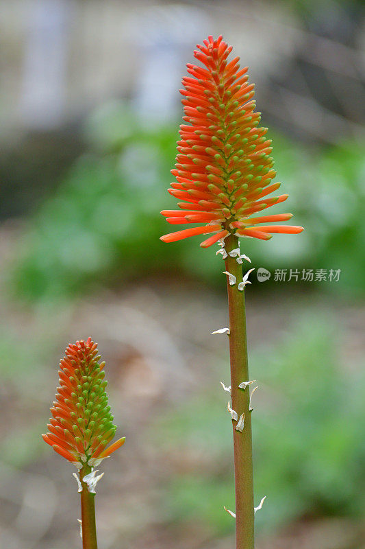 刺梨/火炬百合/三联花